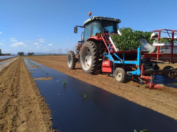 FOLIA BIODEGRADOWALNA Multibio 15mic 1,2m x 1900m 5 szt. - obrazek 4