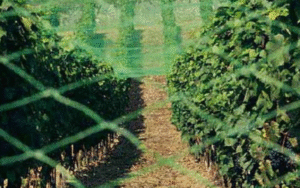 Siatka ochronna przeciw ptakom i gradobiciu – 2210WO IRIDE BASE 10m x100m