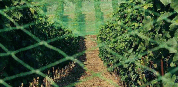 Siatka ochronna przeciw ptakom i gradobiciu – 2210WO IRIDE BASE 1,5m x200m - obrazek 2