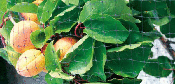 Siatka ochronna przeciw ptakom i gradobiciu – 2210WO IRIDE BASE 1,5m x200m - obrazek 3