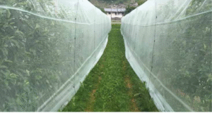 Siatka przeciw insektom 3341BT 2m x 200m