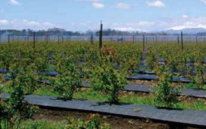 Agrotkanina z polipropylenu 3213NE AGRITELA NERA PRO 5,25m x 100m